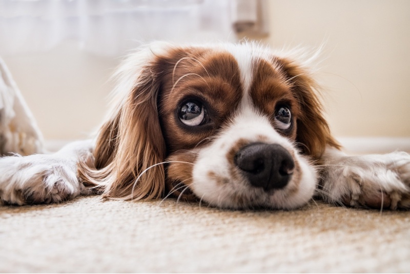 Kurs instruktora dogoterapii online z Akademio