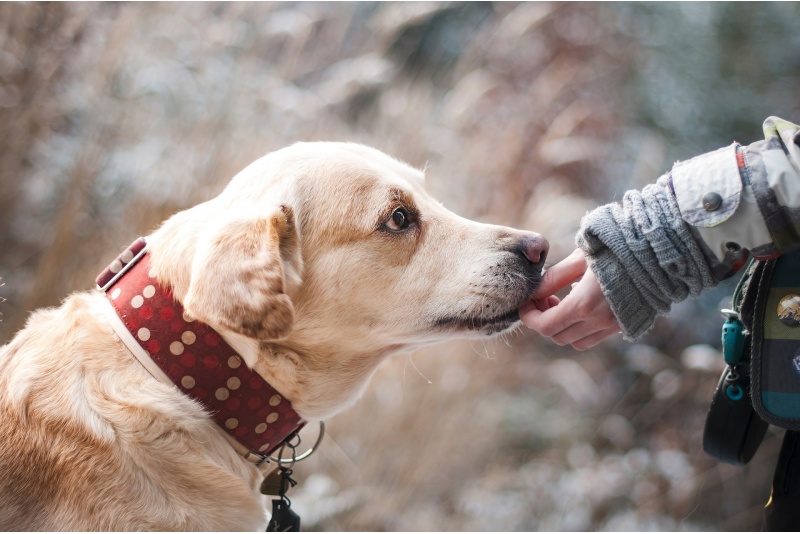 Kurs instruktora dogoterapii online z Akademio