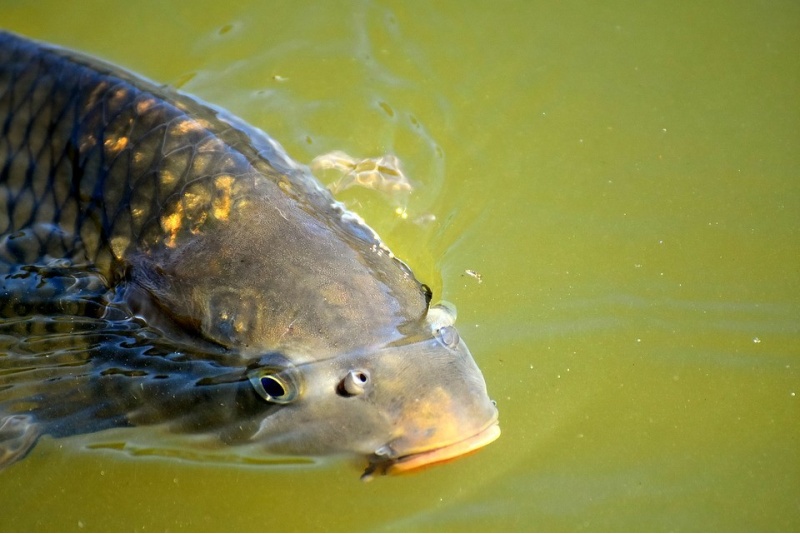 Wędkowanie i przygotowanie połowu w gospodarstwie „Karpynė” dla jednej osoby