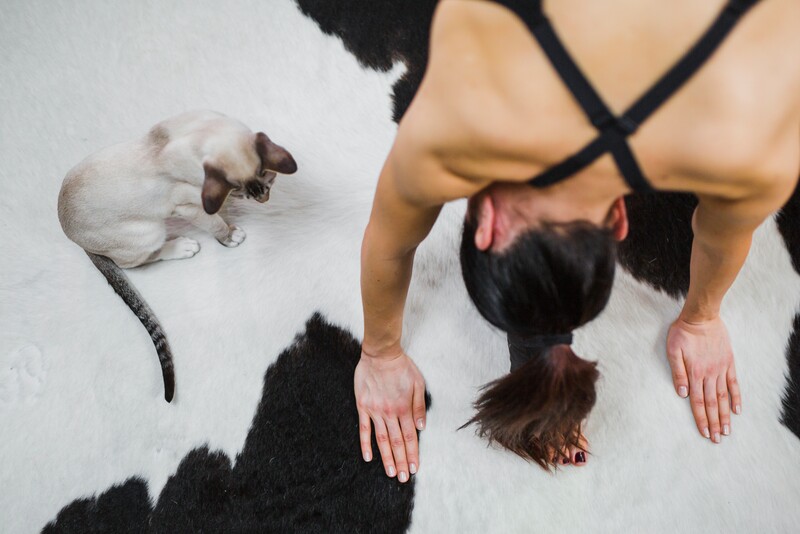 Kocia Joga w Katowicach