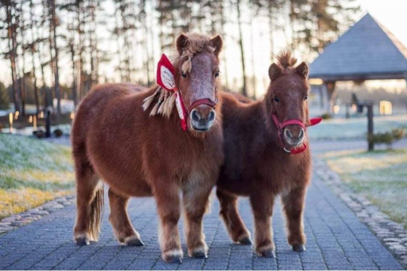 Nocleg dla rodziny z wizytą w Mini Zoo i kolacją w stadninie koni w Dubingiai