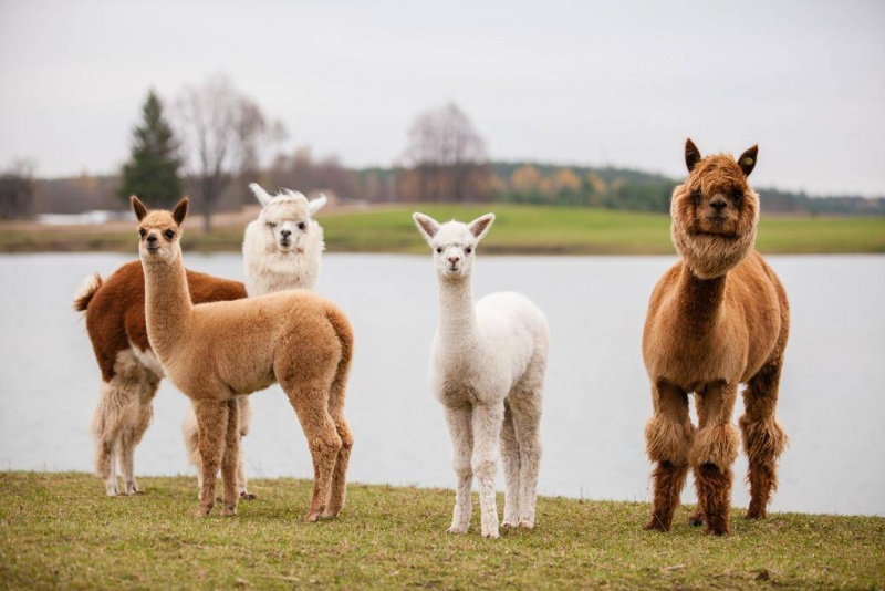 Nocleg dla rodziny z wizytą w Mini Zoo i kolacją w stadninie koni w Dubingiai