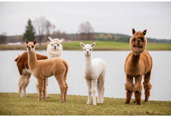 Nocleg dla rodziny z wizytą w Mini Zoo i kolacją w stadninie koni w Dubingiai