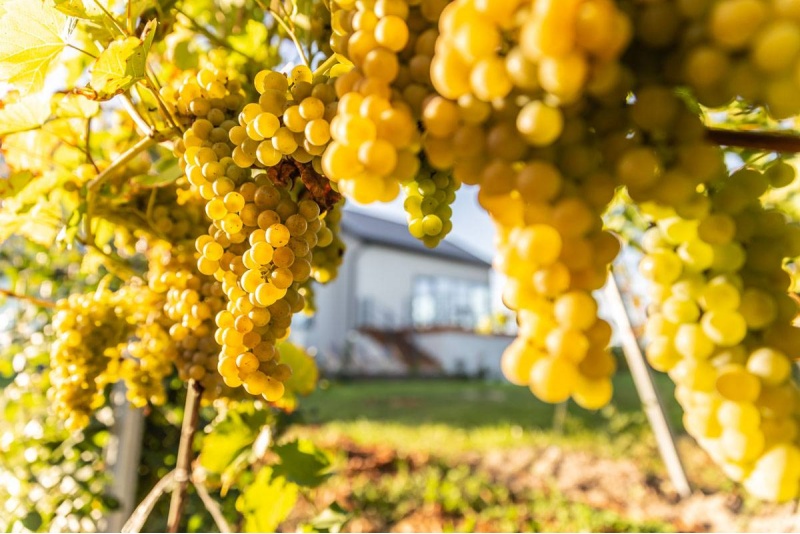 Zwiedzanie winnicy Witaj Słońce z degustacją i winem w prezencie