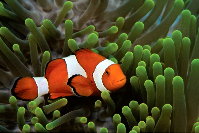 Podstawowy kurs nurkowy OWD z Go diving w Warszawie