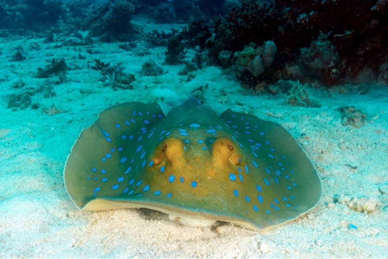 Podstawowy kurs nurkowy OWD z Go diving w Warszawie