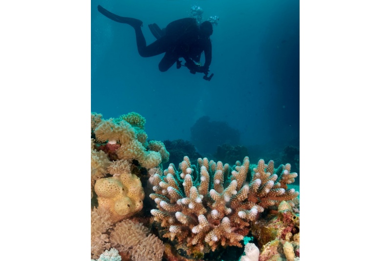 Podstawowy kurs nurkowy OWD z Go diving w Warszawie