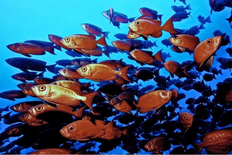 Kurs fotografii podwodnej i filmowania z First Dive