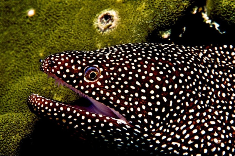 Kurs fotografii podwodnej i filmowania z First Dive