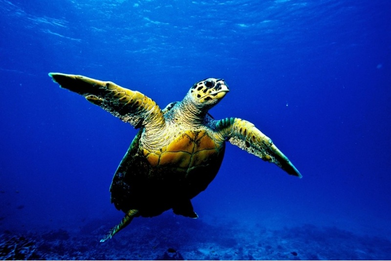 Kurs fotografii podwodnej i filmowania z First Dive